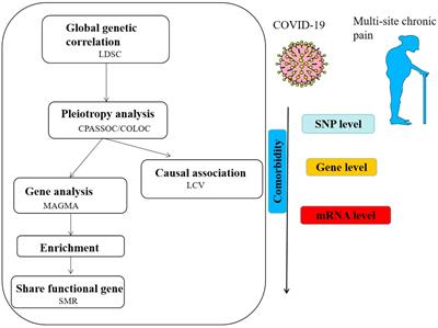 Genetic overlap and causality between COVID-19 and multi-site chronic pain: the importance of immunity